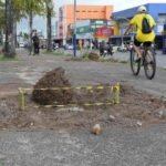 Prefeitura-vai-substituir-palmeiras-mortas-no-canteiro-central-da-avenida-Presidente-Dutra