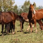 Racao-contaminada-mata-245-equinos-em-quatro-estados
