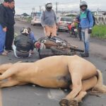 acidente-animal-da-pista-_-cavalo_-foto-ed-santos-acorda-cidade