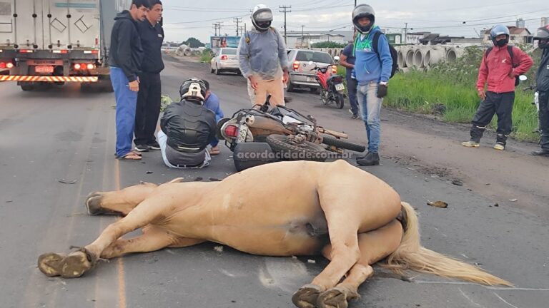 acidente-animal-da-pista-_-cavalo_-foto-ed-santos-acorda-cidade