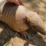 soltura-animal-tatu-foto-divulgacao-