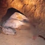 Cavalo-mutilado-em-Sao-Paulo-190825