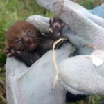 Filhote-de-gato-mourisco-encontrado-em-Jaguara-