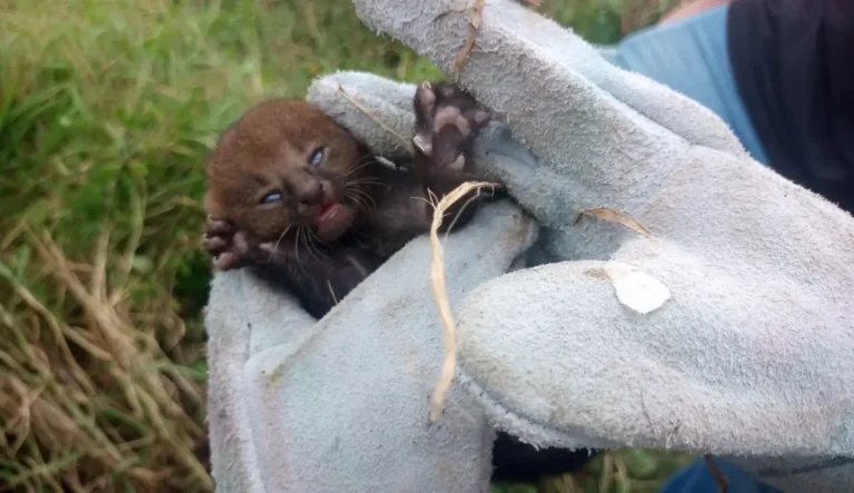 Filhote-de-gato-mourisco-encontrado-em-Jaguara-