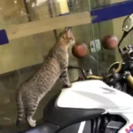 Gata-mascote-de-delegacia-em-Feira-de-Santana-2