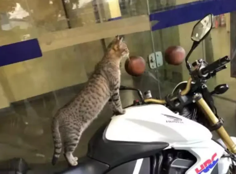 Gata-mascote-de-delegacia-em-Feira-de-Santana-2