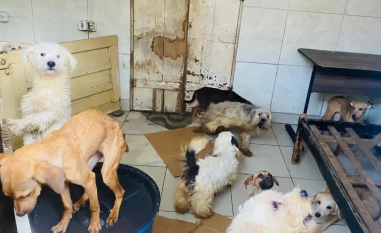 Mulher-e-notificada-por-manter-cerca-de-60-animais-em-condicoes-de-maus-tratos-em-Feira-de-Santana