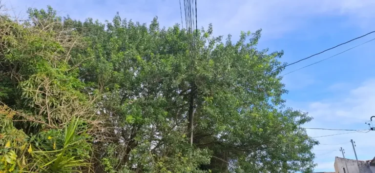 Rua-Vazante-falta-de-poda-de-arvore-ft-paulo-jose-acorda-cidade
