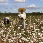 Safra-de-algodao-Foto-Ascom-Seagri
