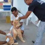 VACINA__O-DE-C_ES-E-GATOS-FOTO-VALDENIR-LIMA-vacinacao-antirrabica