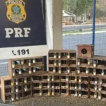 apreensao-de-aves-silvestres-em-Jequie