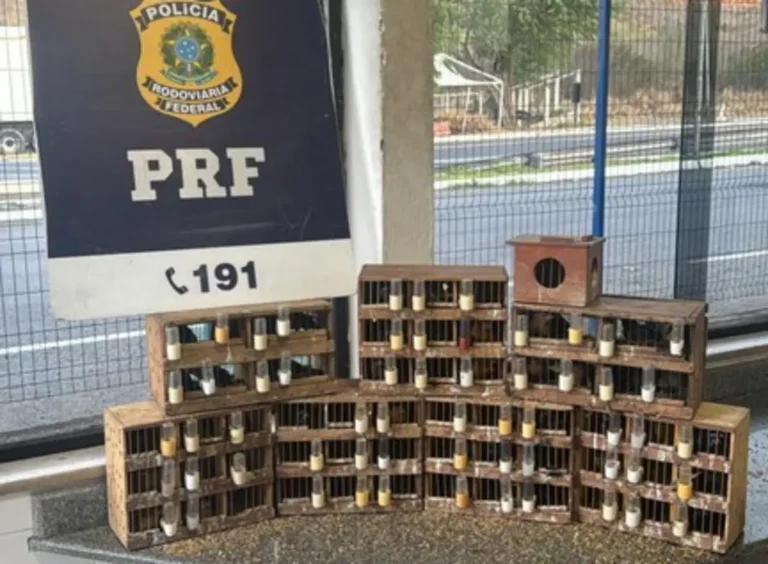 apreensao-de-aves-silvestres-em-Jequie