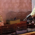 aves-silvestres-mantigas-em-cativeiro-em-iraquara-foto-reproducao-