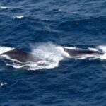 avistamento-baleias-jubarte-foto-manu-dias-gov