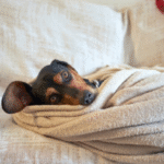 cachorroegato_frio_freepik_1