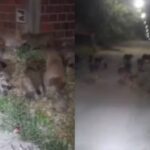 capivaras-guanambi-sudoeste-baiano-foto-reproducao-r