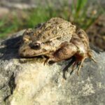 closeup-shot-mediterranean-painted-frog-beside-leaf-rock-sapo-foto-freepik