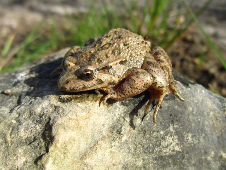 closeup-shot-mediterranean-painted-frog-beside-leaf-rock-sapo-foto-freepik