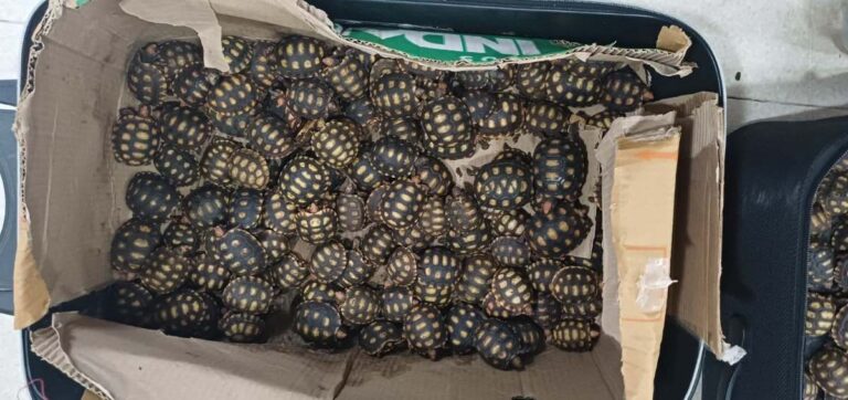 jabuti-apreensao-prf-rio-br-116