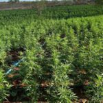 maconha-curaca-plantacao-foto-divulgacao