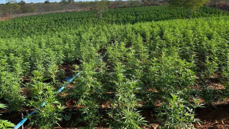 maconha-curaca-plantacao-foto-divulgacao