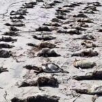 morte-pinguins-sao-paulo-foto-ipec