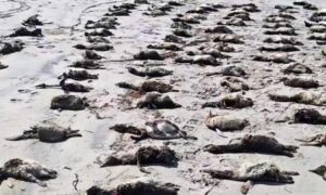 morte-pinguins-sao-paulo-foto-ipec