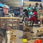 operacao-apreensao-de-aves-silvestres-em-alagoinhas-