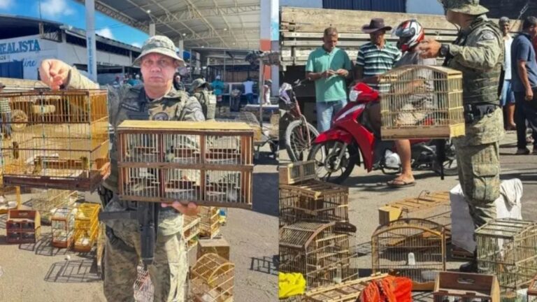 operacao-apreensao-de-aves-silvestres-em-alagoinhas-