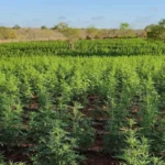 pes-de-maconha