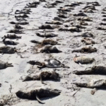 pinguins-encontrados-mortos-em-prais-de-sp-Foto-IPec-Divulgacao