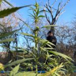 plantacao-de-maconha-ficco-3