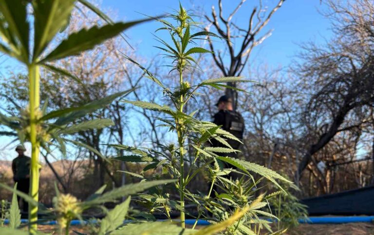 plantacao-de-maconha-ficco-3