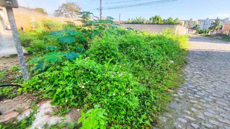 terreno-baldio-conceicao-travessa-barro-preto-foto-ed-santos-acorda-cidade-1