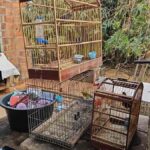 trafico-de-animais-silvestres-pocoes-operacao-voo-livre-policia-civil