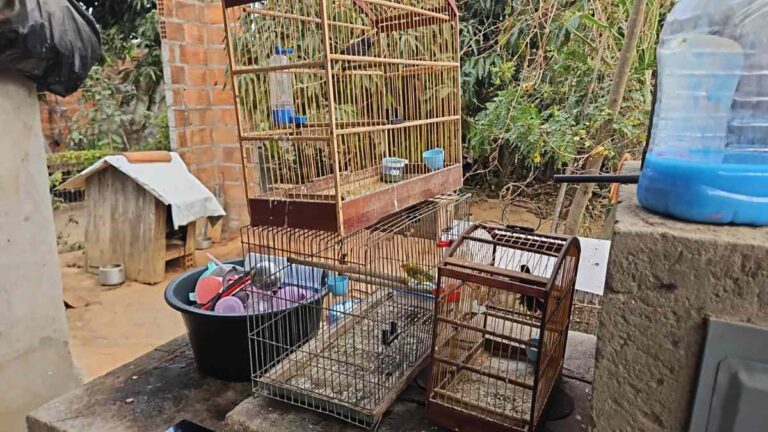 trafico-de-animais-silvestres-pocoes-operacao-voo-livre-policia-civil