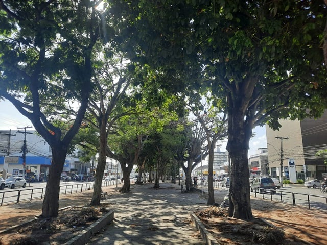 Arvores-arborismo-canteiro-da-getulio-vargas-ft-Ney-silva-do-acorda-cidade