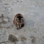 Moradores-do-bairro-Brasilia-pedem-socorro-para-gatos-doentes-com-suspeita-de-esporotricose4