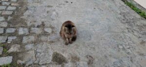 Moradores-do-bairro-Brasilia-pedem-socorro-para-gatos-doentes-com-suspeita-de-esporotricose4