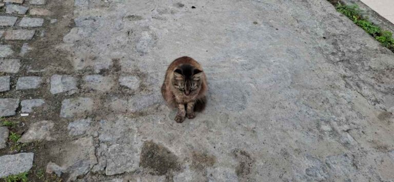 Moradores-do-bairro-Brasilia-pedem-socorro-para-gatos-doentes-com-suspeita-de-esporotricose4