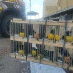 PRF-Milagres-030925