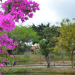 PRIMAVERA-NO-PARQUE-ERIVALDO-CERQUEIRA-FOTO-VALDENIR-LIMA-871