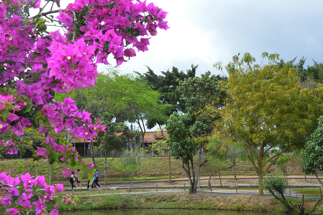 PRIMAVERA-NO-PARQUE-ERIVALDO-CERQUEIRA-FOTO-VALDENIR-LIMA-871
