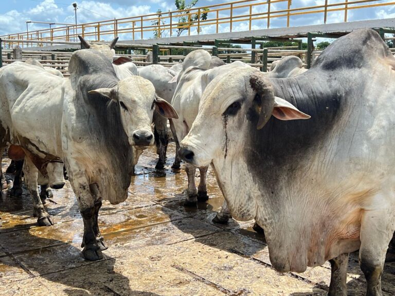 arrobadoboi_divulgacao-2