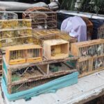 aves-silvestres-feira-de-santana-e-santo-estevao-crime-ambiental-foto-PMBA