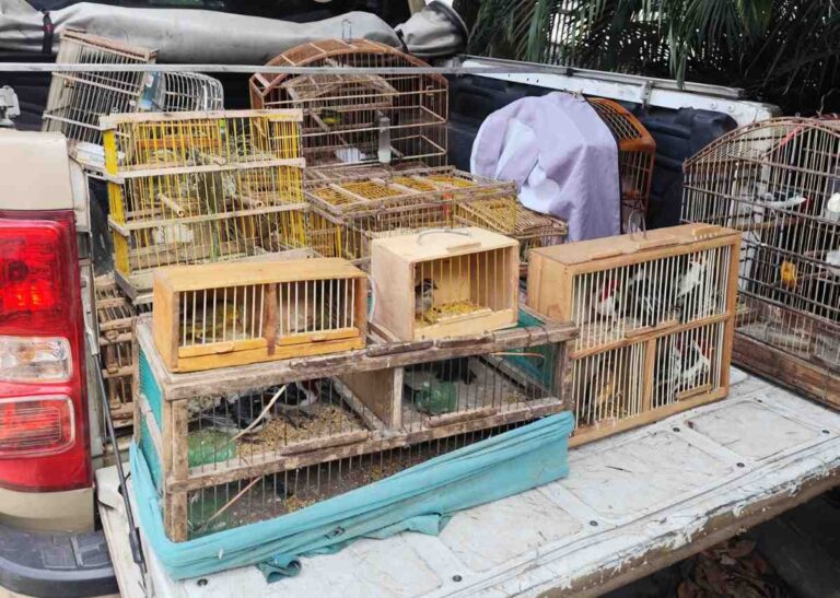 aves-silvestres-feira-de-santana-e-santo-estevao-crime-ambiental-foto-PMBA