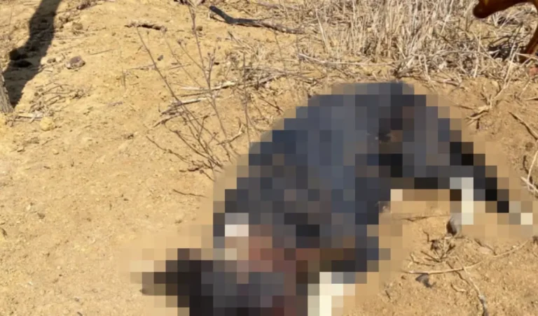 cachorro-morto-a-paulados