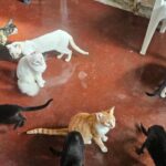 cuidadora-de-40-gatos-chacara-sao-cosme-feira-de-santana-foto-paulo-jose