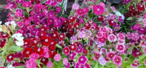 dia-do-florista-rua-olimpio-vital-foto-paulo-jose-acorda-cidade