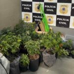 estufas-de-maconha-no-rio-vermelho-em-salvador-foto-policia-civil-1